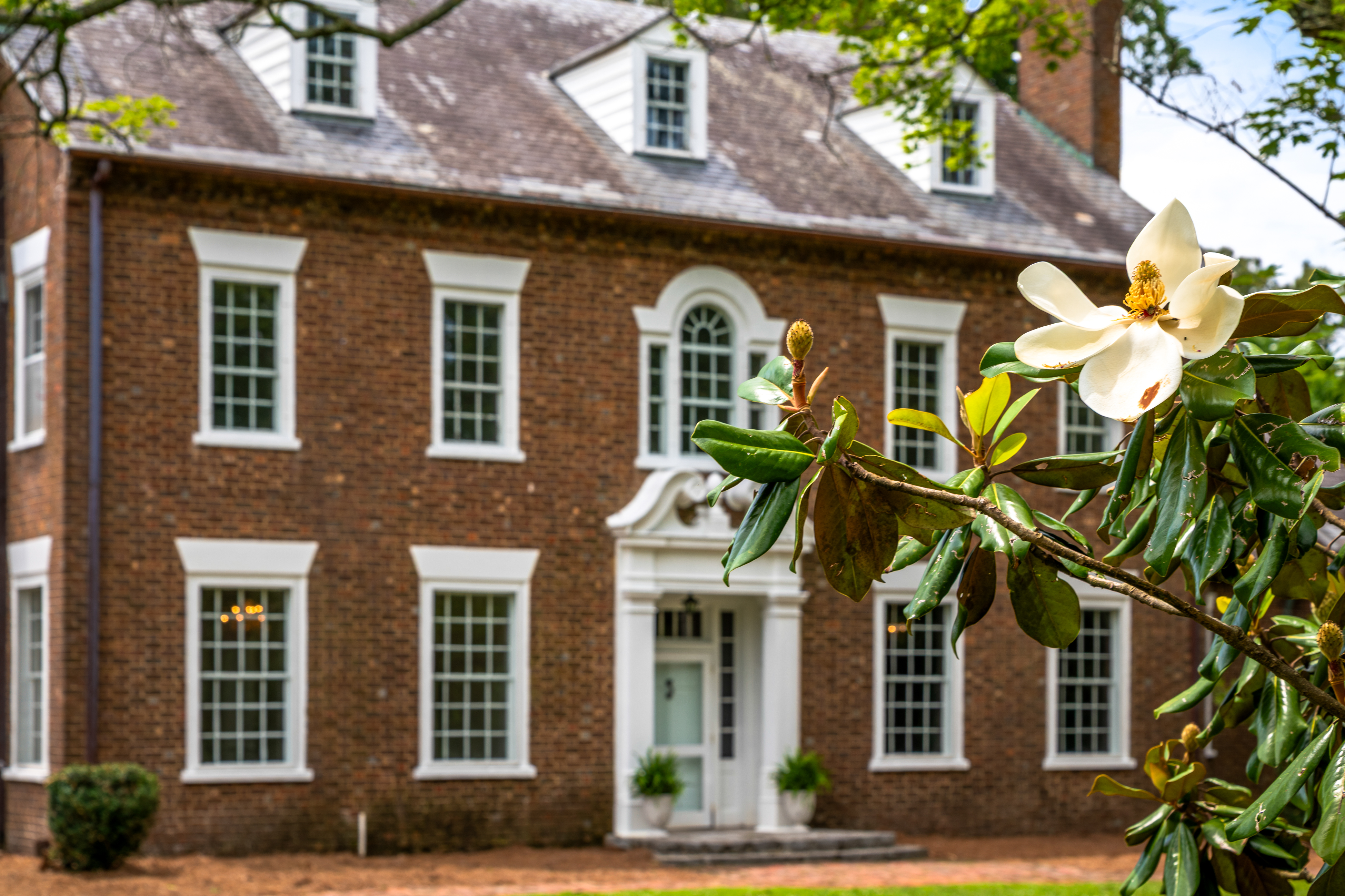 The Georgian façade behind a southern magnolia in bloom